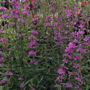 Lythrum dropmore purple
