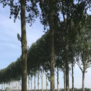 Bomenrij Zeeuws-Vlaanderen