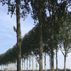Bomenrij Zeeuws-Vlaanderen