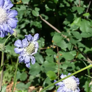 Scabiosa
