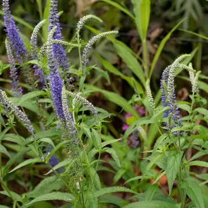 Salvia nemorosa Ostfriesland