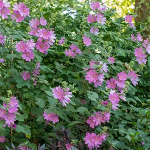Lavatera breed tegen de haafbeuk