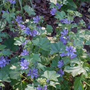 Malva sylvestris