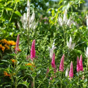Veronica longifolia first love