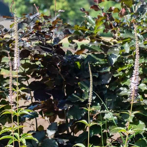 Veronicastrum virginicum little loreen