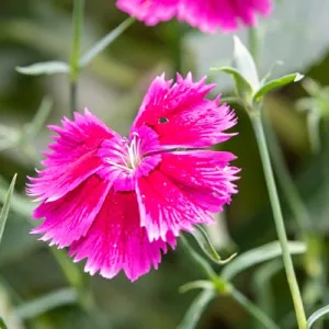Helianthemum Ben Hope