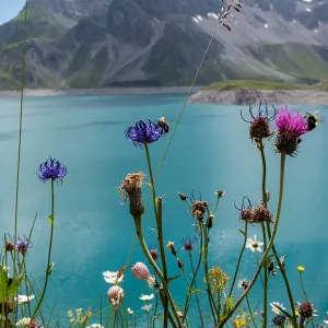 Lünersee met bloemen