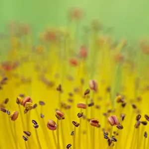 Hypericum detail meeldraden