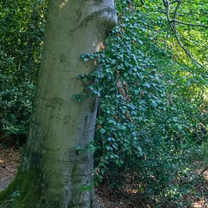 Ledeboer beuk met wortels