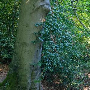Ledeboer beuk met wortels
