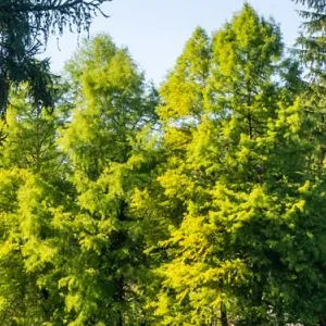 Ledeboer vijver met bomen