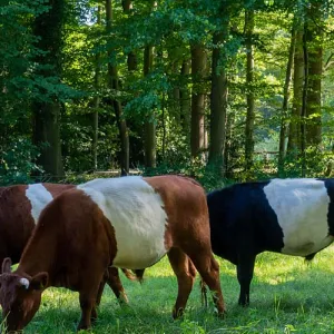 Ledeboer Lakenvelders