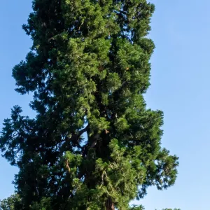Ledeboer sequoia