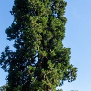 Ledeboer sequoia