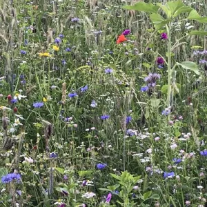 Veld met bloemen bij Tankenberg