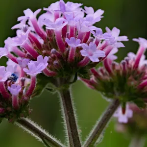 Verbena dichtbij