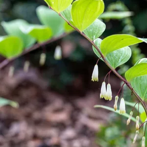 Salomonszegel
