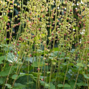 tellima grandiflora