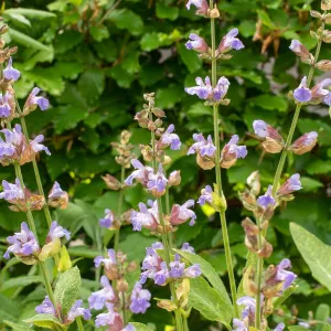 salvia officinalis in bloei