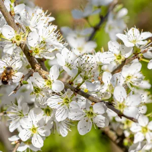 sleedoornbloesem met insect