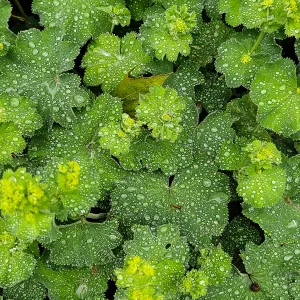 Alchemilla met druppels