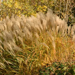 mischanthus herfst