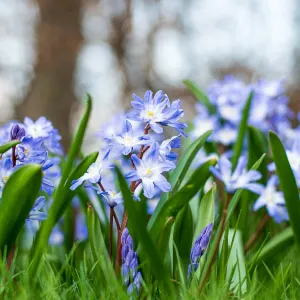 chionodoxa op rij