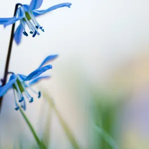 scilla siberica