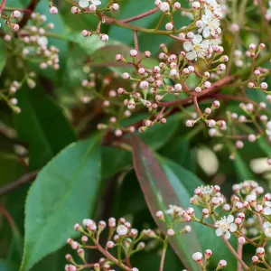 photinia heg