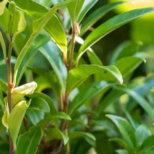 sarcocca