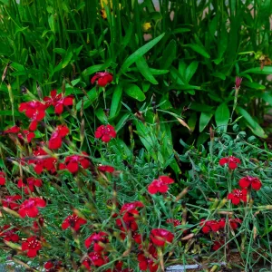 coreopsis in een pot met anjers