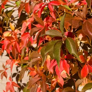 parthenocissus rood