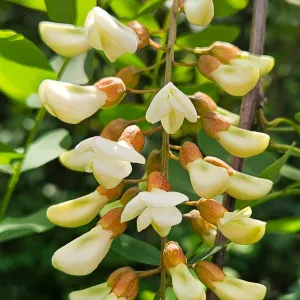 pseudoacacia