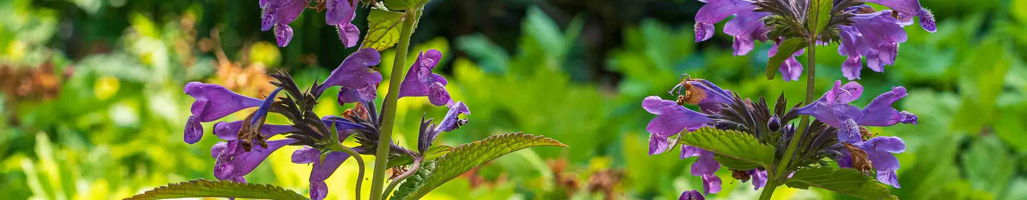 kopfoto tuin nepeta