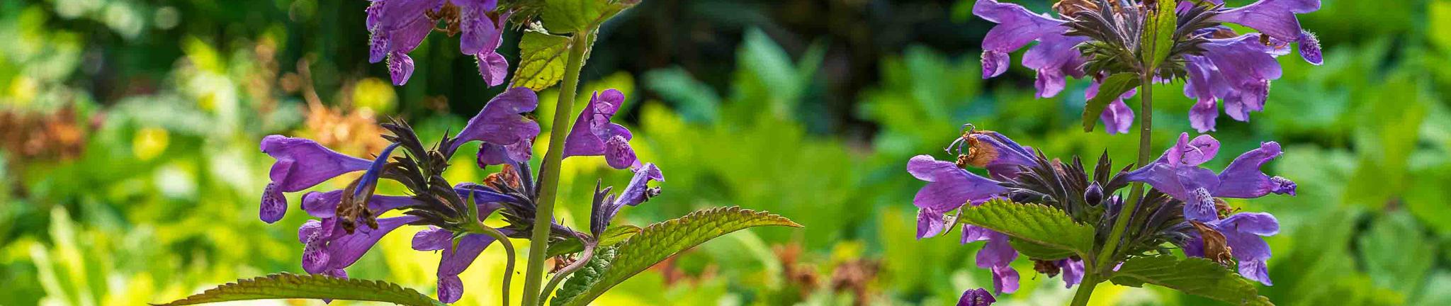 kopfoto nepeta