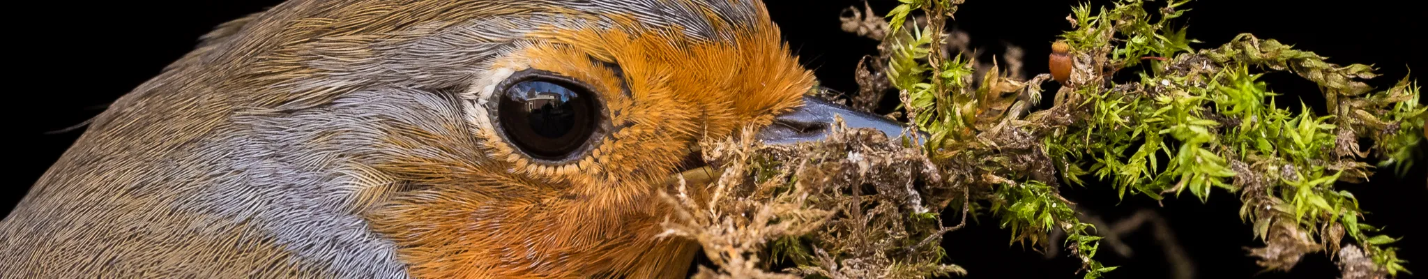 kopfoto blog roodborst