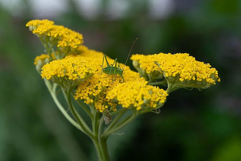 Achillea millefolia geel