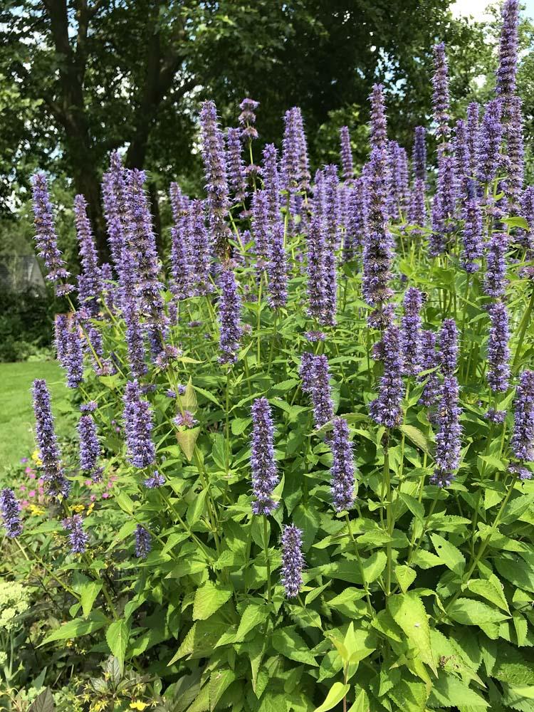 Agastache in de tuin