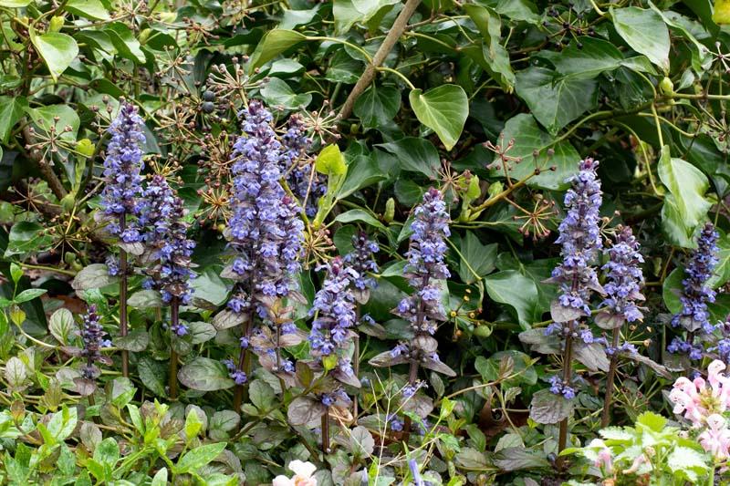 Ajuga reptans in de tuin