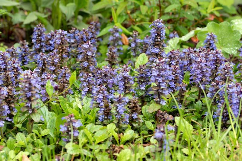 Ajuga met groenachtig blad