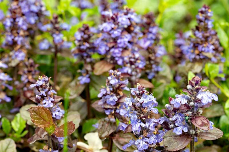 Ajuga met groodachtig blad