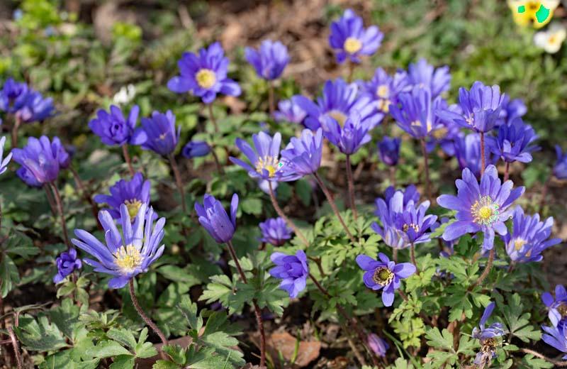 Anemone blanda in de tuin