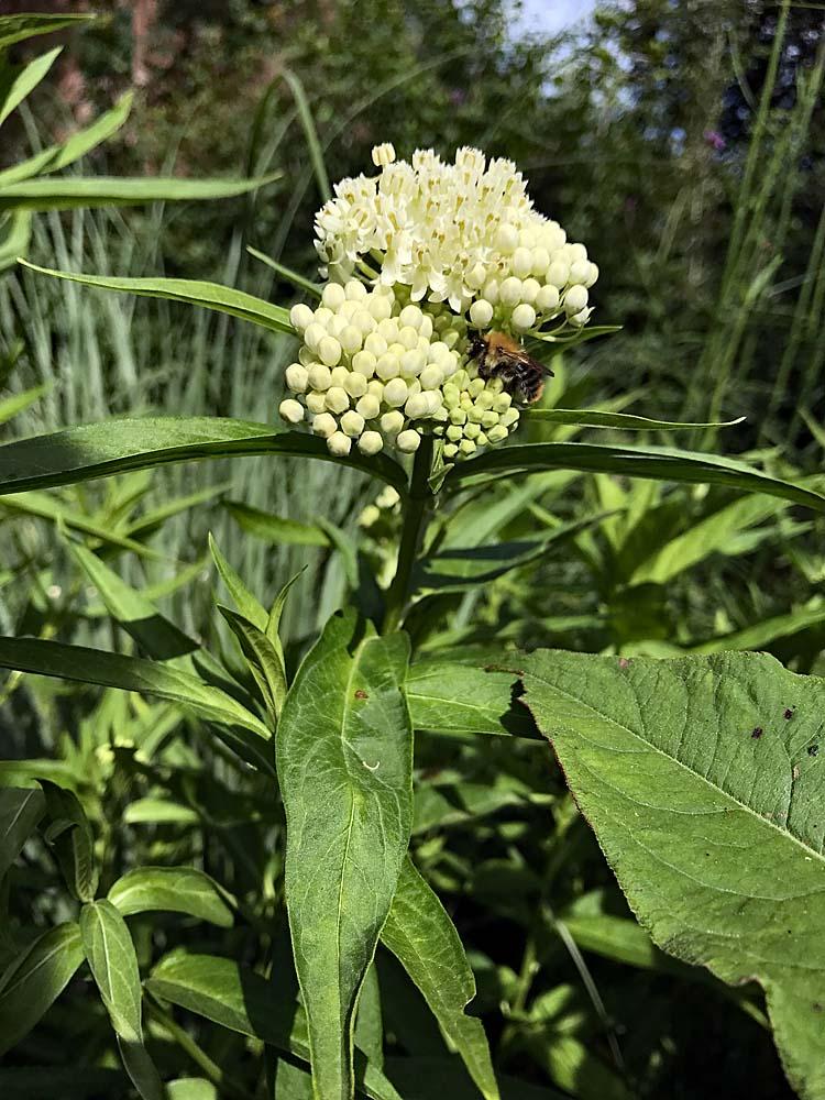 Asclepias in de tuin met bij