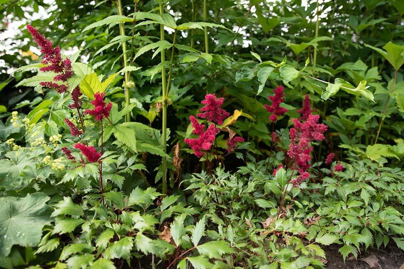 Astilbe in de tuin