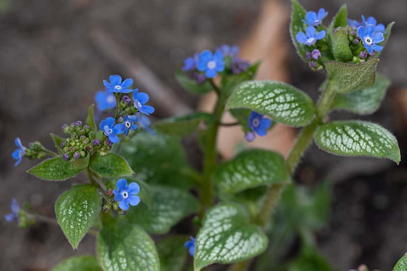 brunnera macrophylla in de tuin