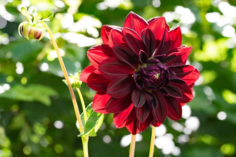 Dahlia