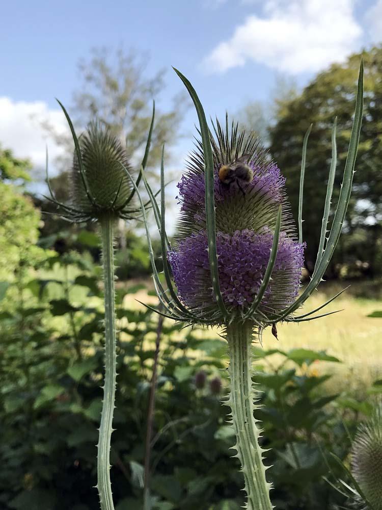 Dipsacus in bloei met bij