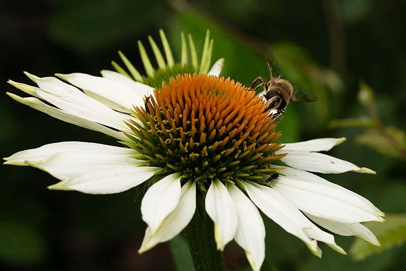 Echinacea purpura alba met bij en wat andere insecten