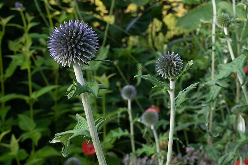 Echinops met spinnetje