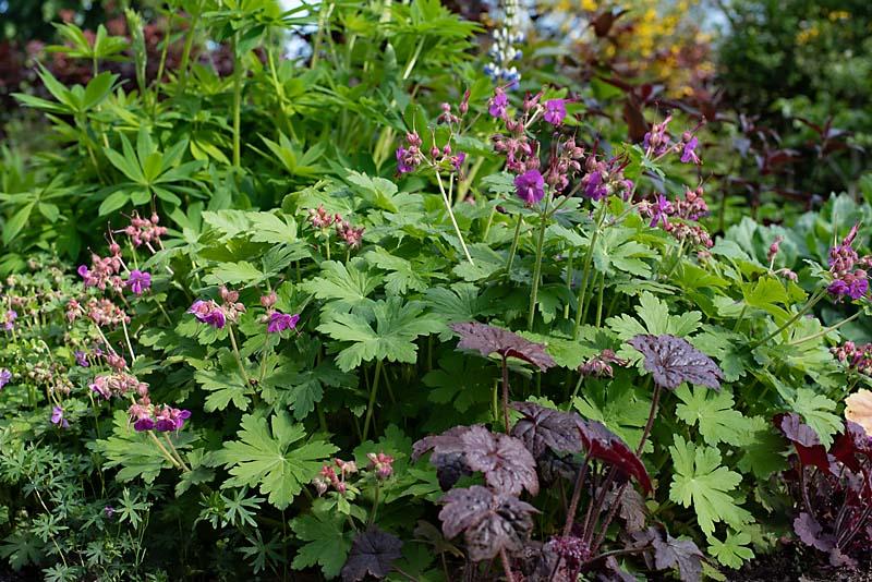 Geranium, ooievaarsbek